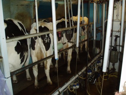 Milking the cows