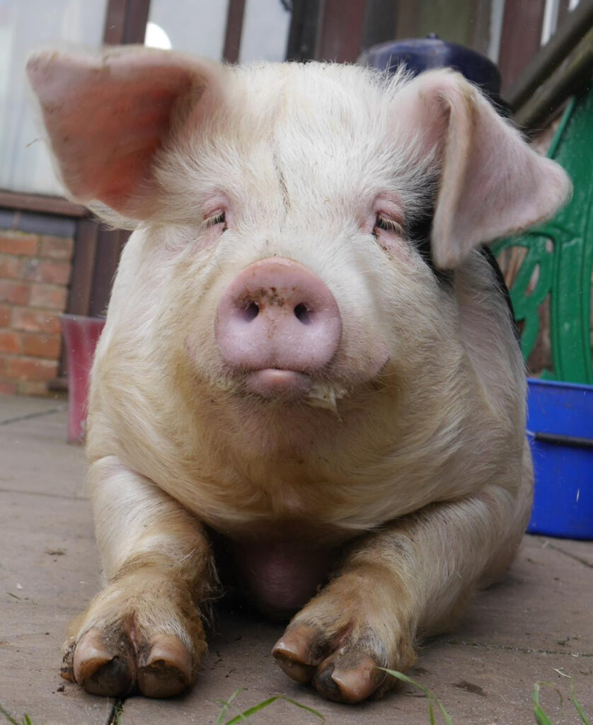 12973306_1183451865006715_2990654778578183320_o